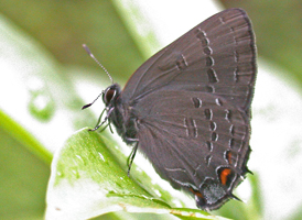 Banded Hairstreak